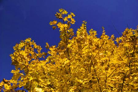 Automne